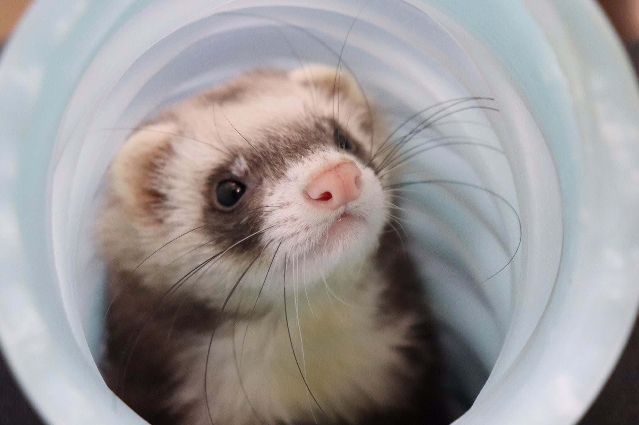 Wanco お久しぶりのうなぎ 人懐っこくて可愛いフェレットです 盛岡ペットワールド Wanco パスバレー フェレット T Co Napx41v08e Twitter