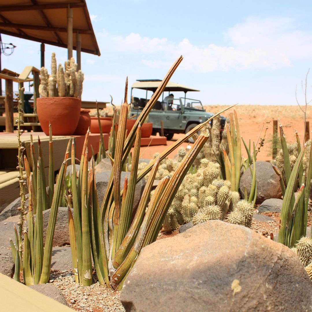 Our pretty and drought-resistant garden at one of our camps adds a little texture to the look of the place.

 #OutOfThisWorld #Wolwedans #NamibRand #Namib #NamibDesert #Namibia #Africa #travel #instatravel #traveller #traveler #travelinspo #lux #safari