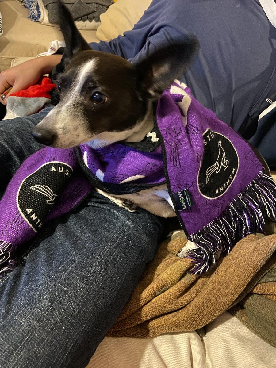 flaviosavage11's tweet photo. Hi my mame is Batman! Im a proud member and supporter of @AustinFC. And @AustinAnthem peep my cool scarf! Stay warm out there friends! #WaytoCold #ScarfSeason #CuteDog #Batman https://t.co/YcieTiB2SM