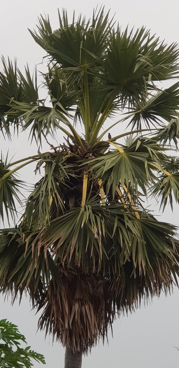 vanthacooking's tweet photo. Palm Tree! https://t.co/KExldtCjSX