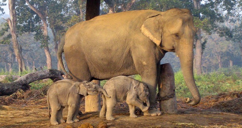 nepalvisit2020's tweet photo. The Chitwan National Park (CNP) is a world heritage property, and it also contains a Ramsar Site β Beeshazari Tal in its buffer zone.
For More.: https://t.co/0Y6cUHkUVT
#CNP #Chitwannatinalpark #Nepal #NationalPark #JungleSafari #Visitnepal2020 #Regulusnepal https://t.co/qNVPKp66OK