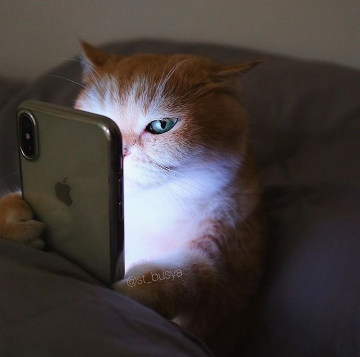 животные с наушниками. кот ждет звонка. милые коты с телефоном. кот с ноутбуком. картинки на рабочий стол котики.