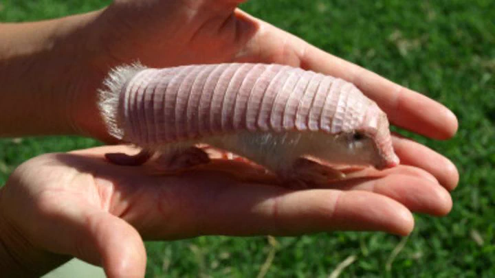 お寿司そっくりの見た目！美味しそうで可愛いヒメアルマジロ！