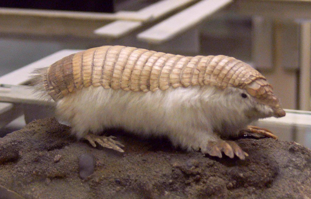 お寿司そっくりの見た目！美味しそうで可愛いヒメアルマジロ！