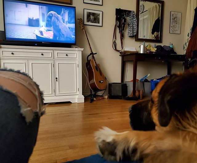 roqueaulykos's tweet photo. Mom and I are watching Lady and the Tramp on the new @disneyplus :) #ladyandthetramp #roque #dogsofinstagram #malinoismix https://t.co/pdGFoRDAgh https://t.co/JiydtgUBEr