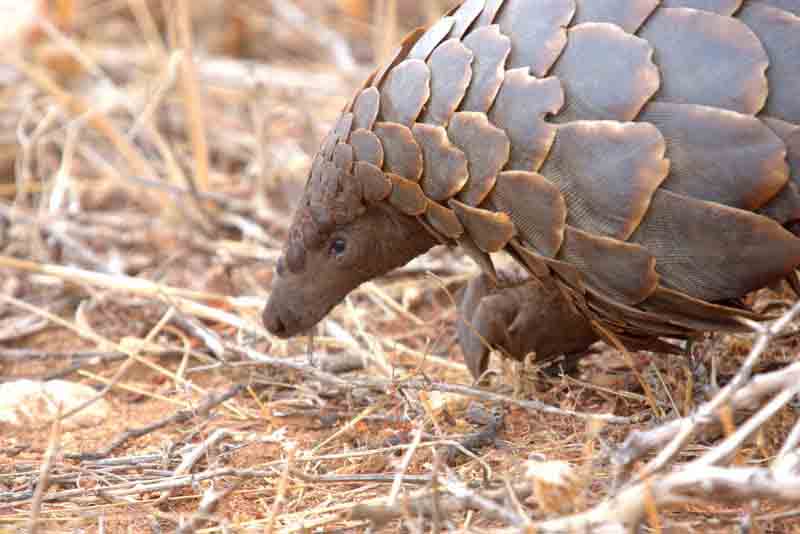 HyggeQueen1's tweet photo. 'A snout appears. Uncertain, it rolls into a partial ball, looking like a giant artichoke, then creeps out ... ' Dave Batzofin's pangolin encounter in the Klaserie Reserve
https://t.co/JeLqnefYwY
@davidbatzofin
@PrideLodgesZA
#travelwrite https://t.co/1kjuwN1nHF