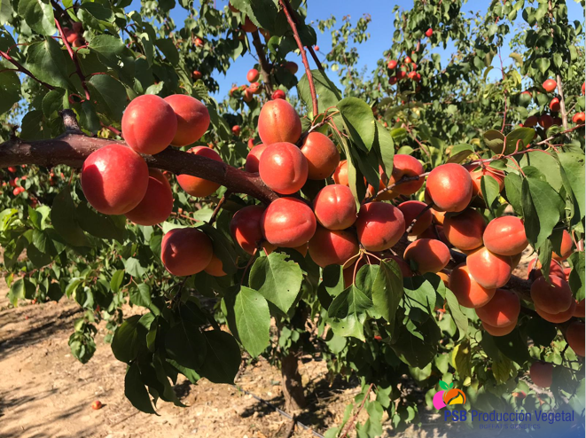 PSBProduccionV's tweet photo. Madrigal es un albaricoque tardío de principio de agosto en Lérida. Muy buena producción. Forma redonda, calibre AA/AAA. Bonita coloración naranja oscuro con brillo. Carne pegada al hueso. Dulce y aromático. Sin defectos de piel, sin cracking #Buffatsgenetics https://t.co/9GWdvq54Ry