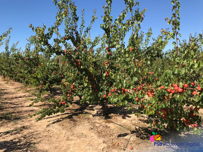 PSBProduccionV's tweet photo. Madrigal es un albaricoque tardío de principio de agosto en Lérida. Muy buena producción. Forma redonda, calibre AA/AAA. Bonita coloración naranja oscuro con brillo. Carne pegada al hueso. Dulce y aromático. Sin defectos de piel, sin cracking #Buffatsgenetics https://t.co/9GWdvq54Ry