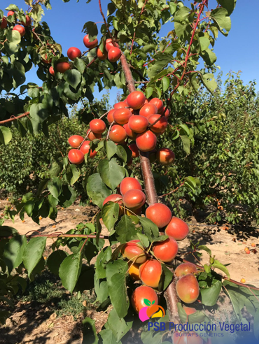 PSBProduccionV's tweet photo. Madrigal es un albaricoque tardío de principio de agosto en Lérida. Muy buena producción. Forma redonda, calibre AA/AAA. Bonita coloración naranja oscuro con brillo. Carne pegada al hueso. Dulce y aromático. Sin defectos de piel, sin cracking #Buffatsgenetics https://t.co/9GWdvq54Ry