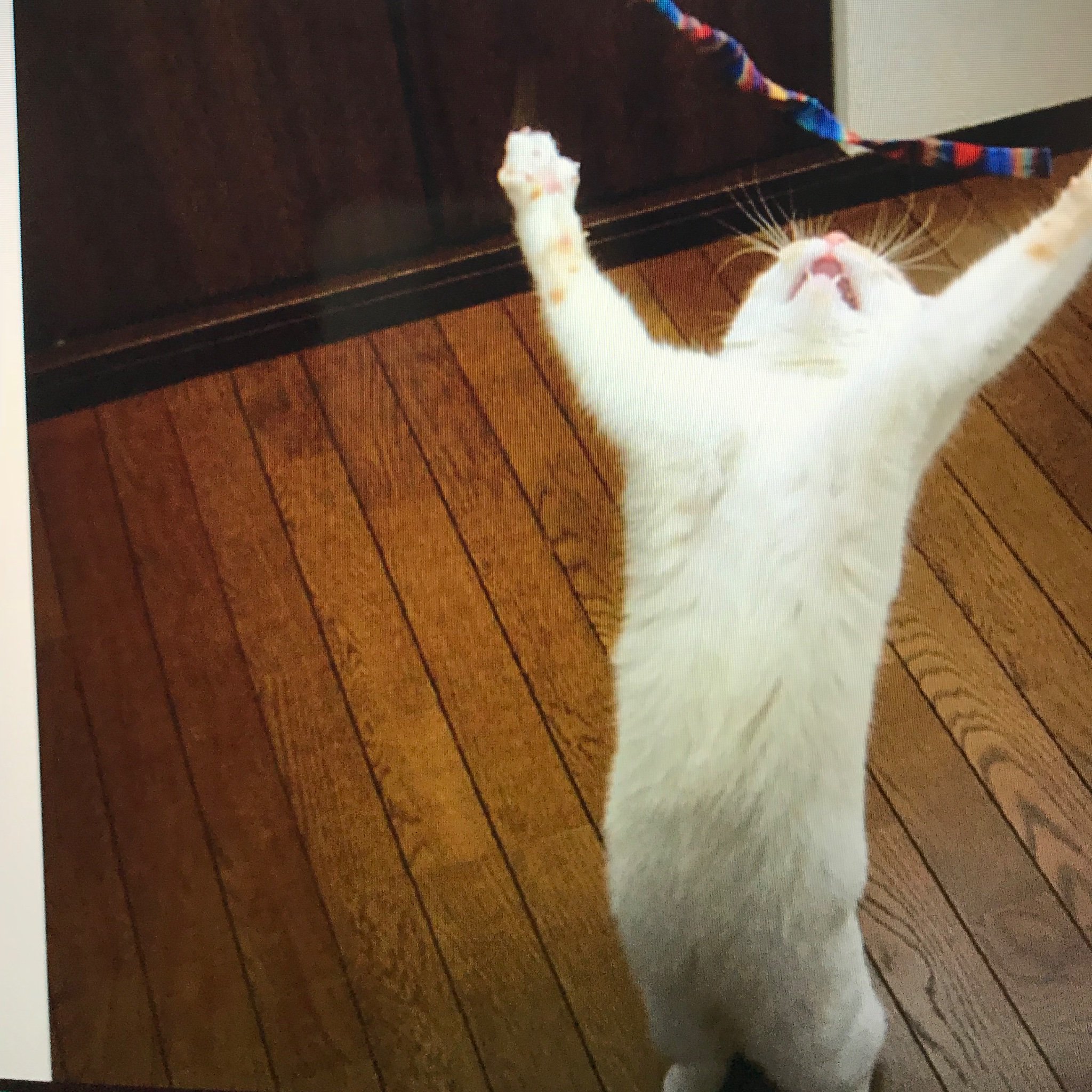 バンザイ猫 Twitter Search Twitter