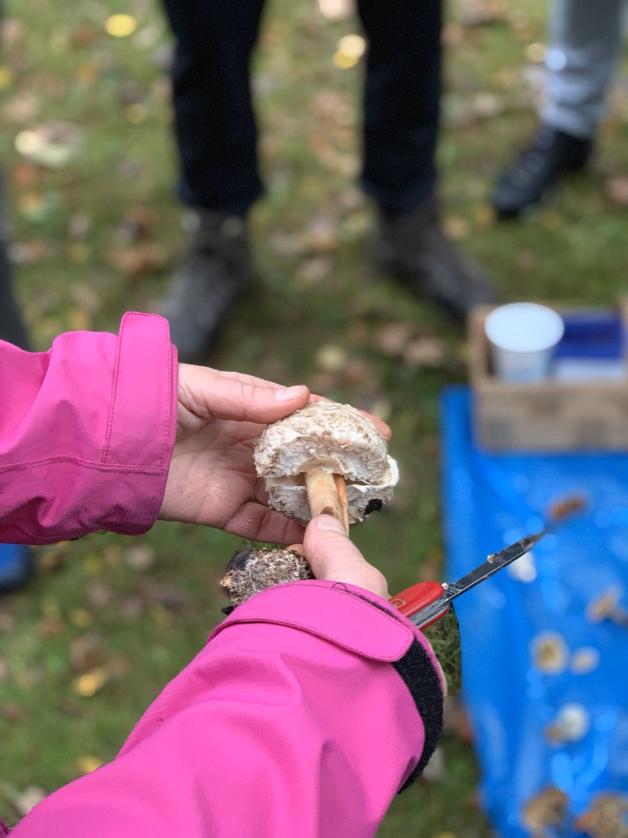 In unserer neuen Folge von Völlerei &amp; Leberschmerz reden wir mit einer jagenden Yoga Lehrerin und sammeln Pilze 🍄 voellereiundleberschmerz.de/episode-18-sel…