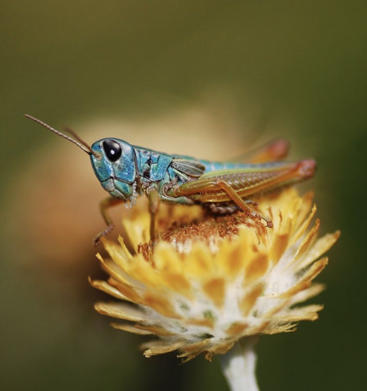 Chameleon grasshopper photo by Kate Umbers