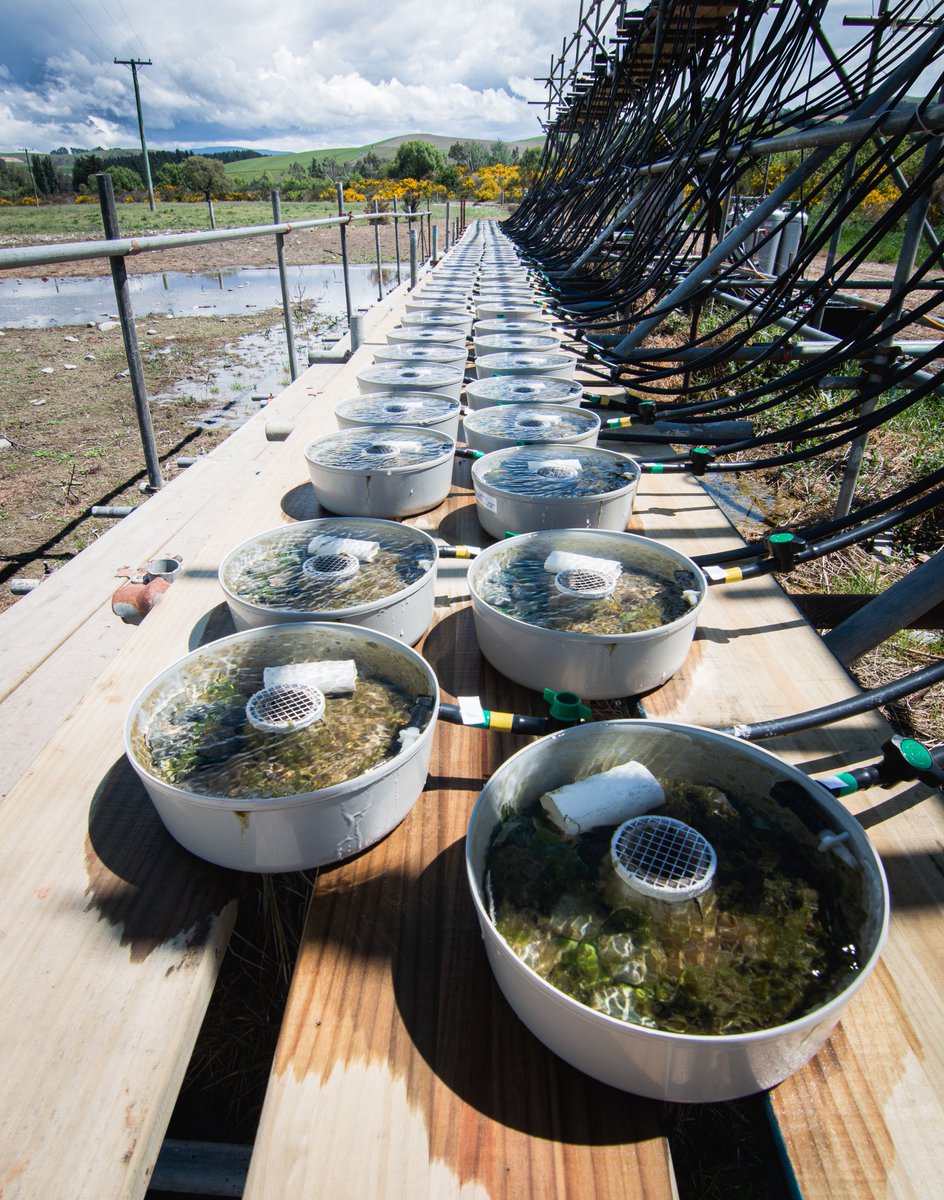 We're running a field experiment with 128 flow-through stream mesocosms to study the ecological impacts of multiple stressors associated with climate change and agriculture.