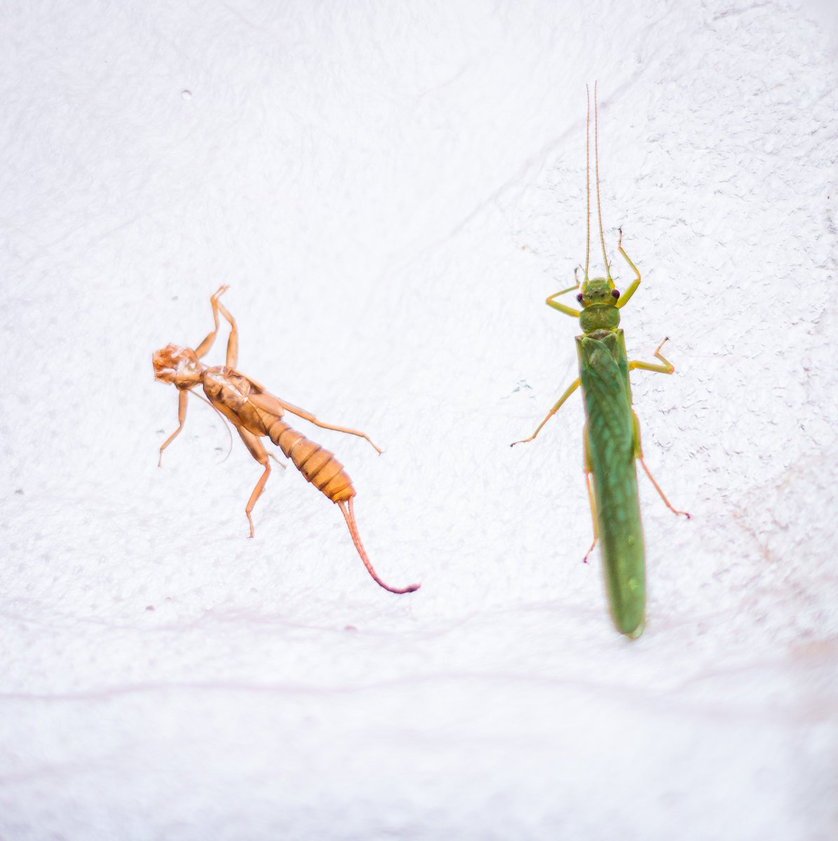 We'll be taking all sorts of measurements over the next few weeks, like recording the insects that "emerge" from the mesocosms because of the stressors. Here's a stonefly nymph's empty exoskeleton beside the emerging adult!