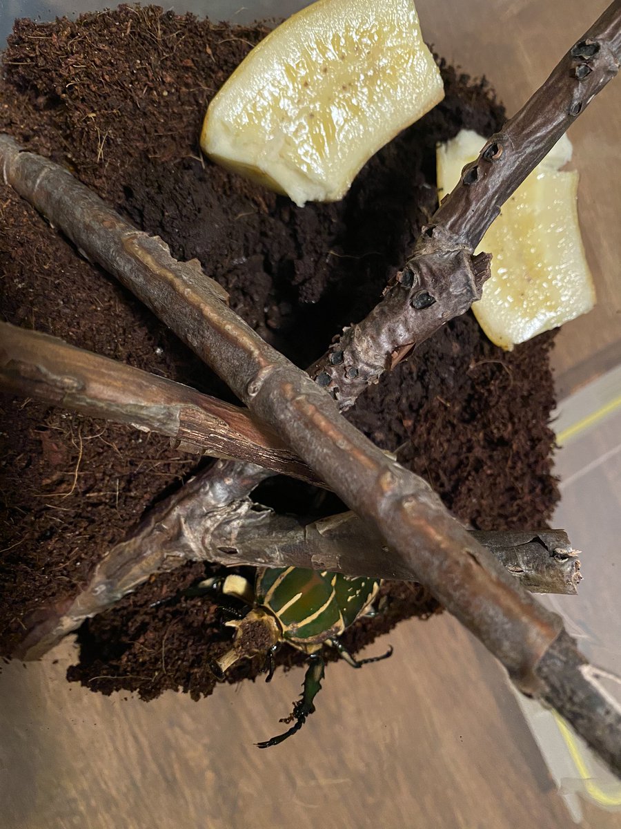 Meet Phemus “Box of Dirt” Apocalyptica, my gorgeous new Mecynorrhina polyphemus confluens! Now that he’s come out of hiding, I’ve set him up with some sticks and a bit of banana.