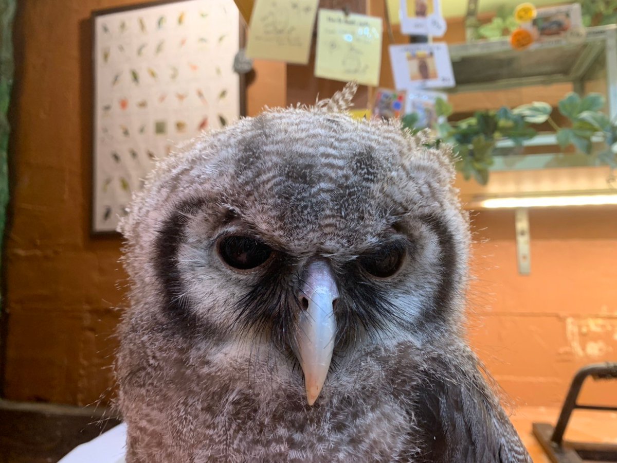 鳥のいるカフェ千駄木店 インコちゃん フクロウちゃんたちのアホ毛 ちょっと笑ってしまいそうな可愛さです ベタ慣れ店内の鳥さん達お迎え募集中 販売 浅草 インコ オウム フクロウ ミヤマオウム アオボウシインコ ミルキーワシミミズク 鳥のいるカフェ千駄木店 インコちゃん フクロウちゃんたちのアホ毛 ちょっと笑ってしまいそうな可愛さです ベタ慣れ店内の鳥さん達お迎え募集中 販売 浅草 インコ オウム フクロウ ミヤマオウム アオボウシインコ ミルキーワシミミズク
