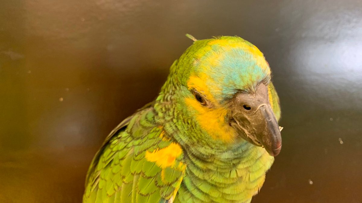 鳥のいるカフェ千駄木店 インコちゃん フクロウちゃんたちのアホ毛 ちょっと笑ってしまいそうな可愛さです ベタ慣れ店内の鳥さん達お迎え募集中 販売 浅草 インコ オウム フクロウ ミヤマオウム アオボウシインコ ミルキーワシミミズク 鳥のいるカフェ千駄木店 インコちゃん フクロウちゃんたちのアホ毛 ちょっと笑ってしまいそうな可愛さです ベタ慣れ店内の鳥さん達お迎え募集中 販売 浅草 インコ オウム フクロウ ミヤマオウム アオボウシインコ ミルキーワシミミズク