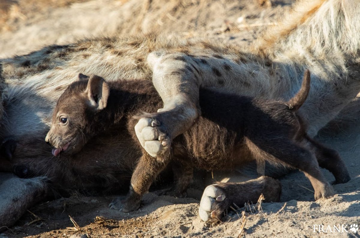 The Hyena’s milk has the highest protein content of all carnivores and second highest fat content after polar bears and sea otters. Hyena cubs are black when born and change to their familiar spotted pattern after 3 months.