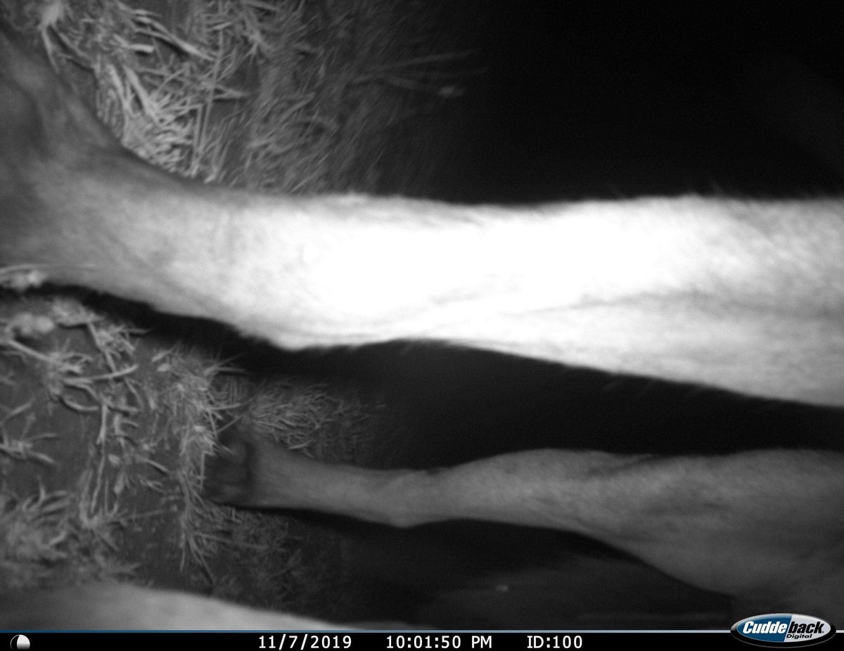 dogsanddevils's tweet image. Clearly didn&apos;t hide the camera well enough #fieldworkfail