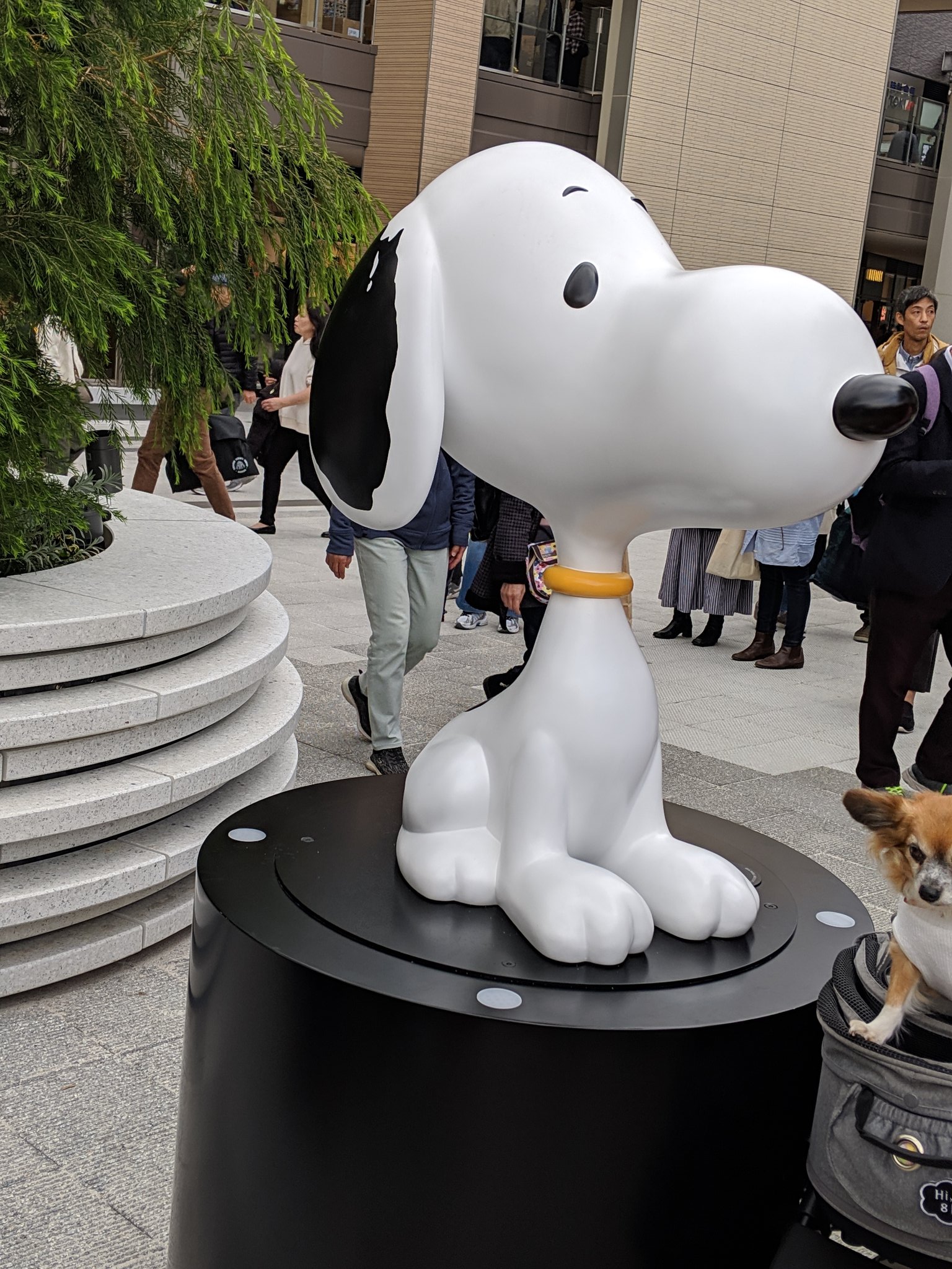 Momoko Asaka 南町田グランベリーパーク 内には スヌーピー のスタチュー いい日本語思いつかない が 一応見掛けた４体 首輪の色が違う は写真撮ったけど これで全部なのかは不明 人も多く 敷地内全部回って確認する暇はなかった Snoopy Statue