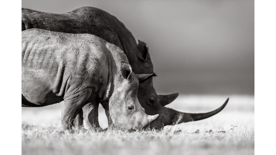 CNN's tweet photo. Black rhinos are critically endangered. Southern white rhinos are near threatened. So this photographer decided to take beautiful pictures of them to help advocate for their ongoing protection: https://t.co/AE7KzyhwBj https://t.co/Wx6iod0bQt
