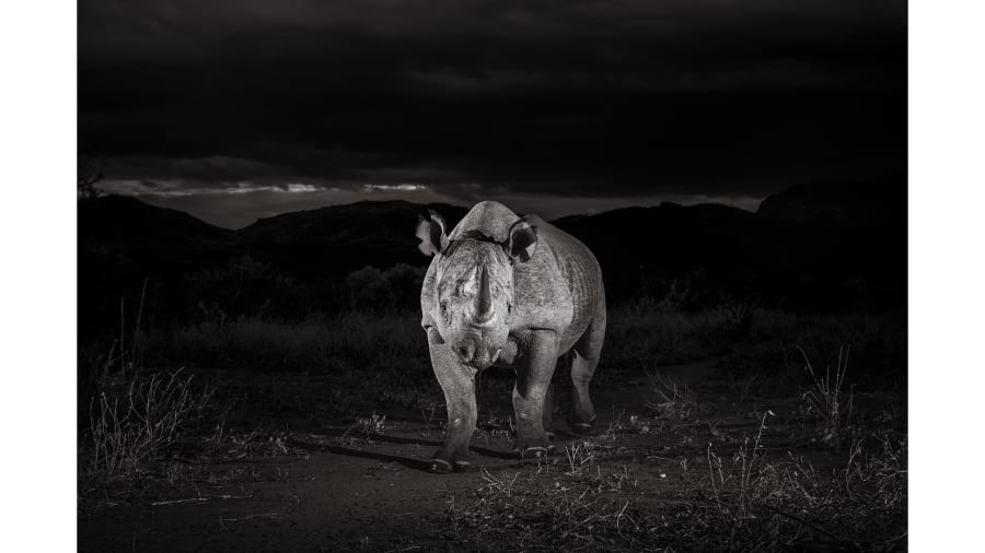 CNN's tweet photo. Black rhinos are critically endangered. Southern white rhinos are near threatened. So this photographer decided to take beautiful pictures of them to help advocate for their ongoing protection: https://t.co/AE7KzyhwBj https://t.co/Wx6iod0bQt