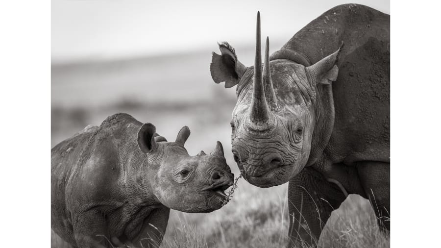 CNN's tweet photo. Black rhinos are critically endangered. Southern white rhinos are near threatened. So this photographer decided to take beautiful pictures of them to help advocate for their ongoing protection: https://t.co/AE7KzyhwBj https://t.co/Wx6iod0bQt