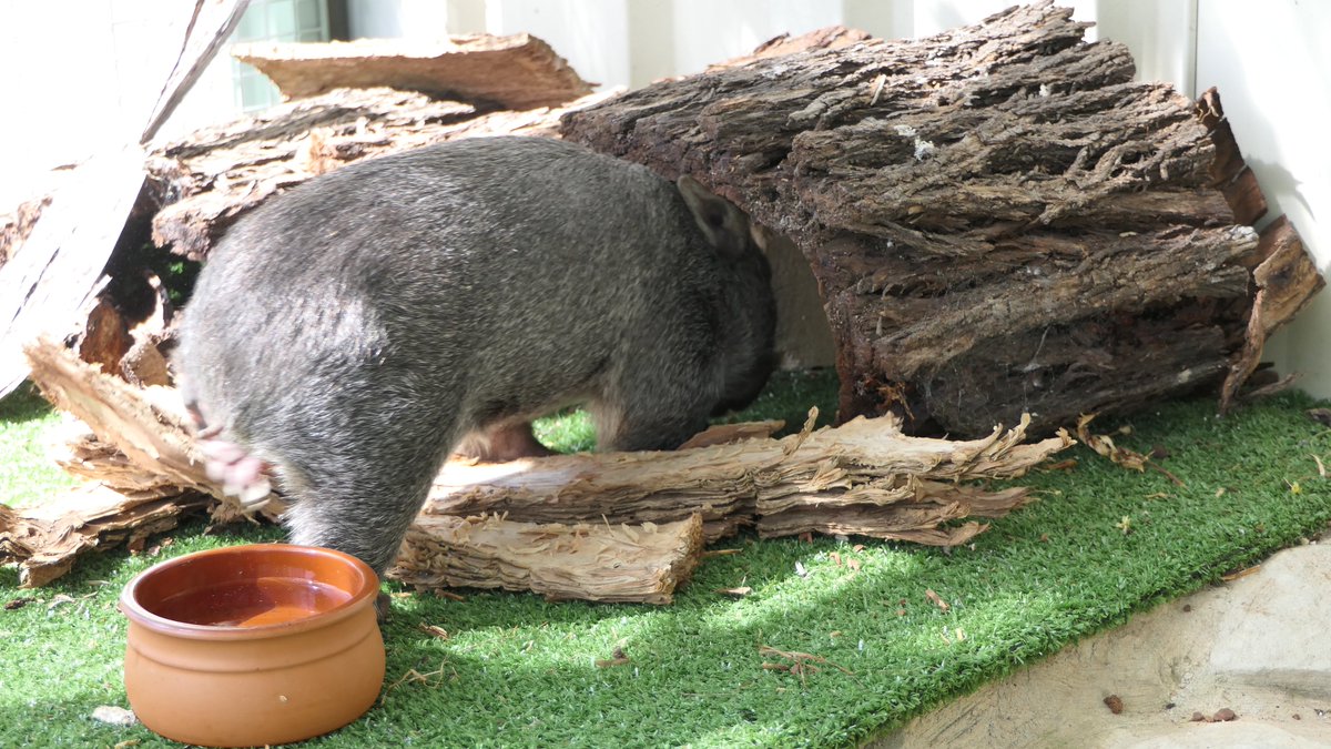 ACT_Wildlife's tweet photo. Meet Eden the explorer. #Wombats are curious, stubborn and love to dig... it won’t be long before Eden starts to test the defences of her enclosure!
#WombatWednesday https://t.co/n6rsHQdILw