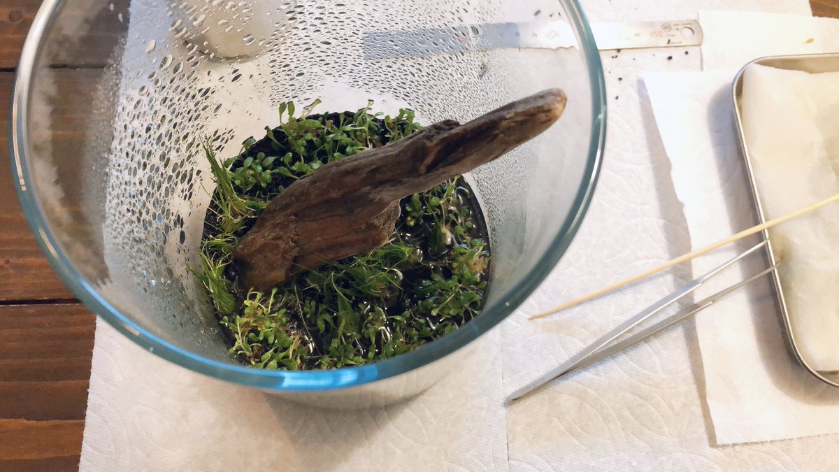 網 例の水草 ミスト式で10日経って 根が張って展開してきてくれたので成功です 流木だけカビ出たので取り除いて洗って干した 枯れた部分取り除いて 注水するかな 網 例の水草 ミスト式で10日経って 根が張って展開してきてくれたので成功です 流木だけカビ出たので取り除いて洗って干した 枯れた部分取り除いて 注水するかな