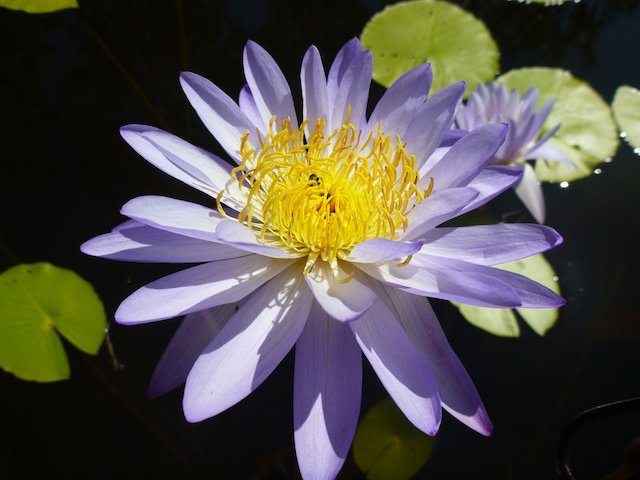 Blue lily photo by Emma Dalziell