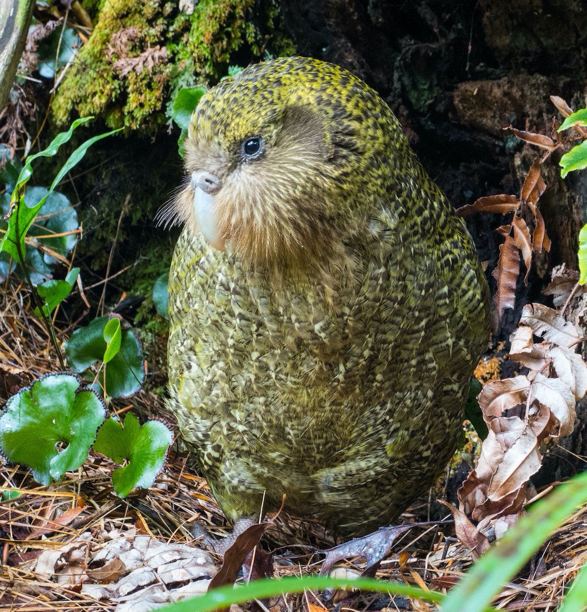 Richard Henry almost singled-handedly transferred 100s of  #kakapo and  #kiwi to the (relative) safety of Resolution Island. Our efforts are insignificant next to his, but next year we hope to complete what he started by returning kākāpō to the very same place.  #conservation