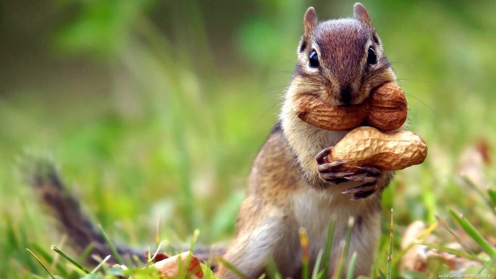 lilyannie15's tweet photo. It is said that millions of trees in the world are accidentally planted by squirrels, who bury nuts, then forget where they hid them. Do good, Be kind and just forget. It will grow someday. 

#WorldKindnessDay https://t.co/WS5lcZ9nKG