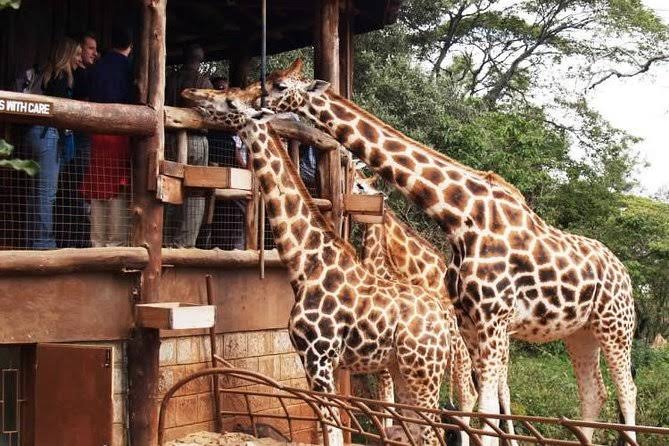 Kiss/feed giraffes at giraffe centre Also very ideal for children. It's kshs 200 for kenyan children and kshs 400 for kenyan adultsNational IDs required and cash payment isn't accepted.