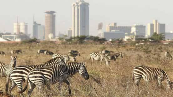 Early morning game drive or late evening game drive at Nairobi national park Also very ideal with children Kenyan adults pay kshs 430Cash payments are NOT accepted