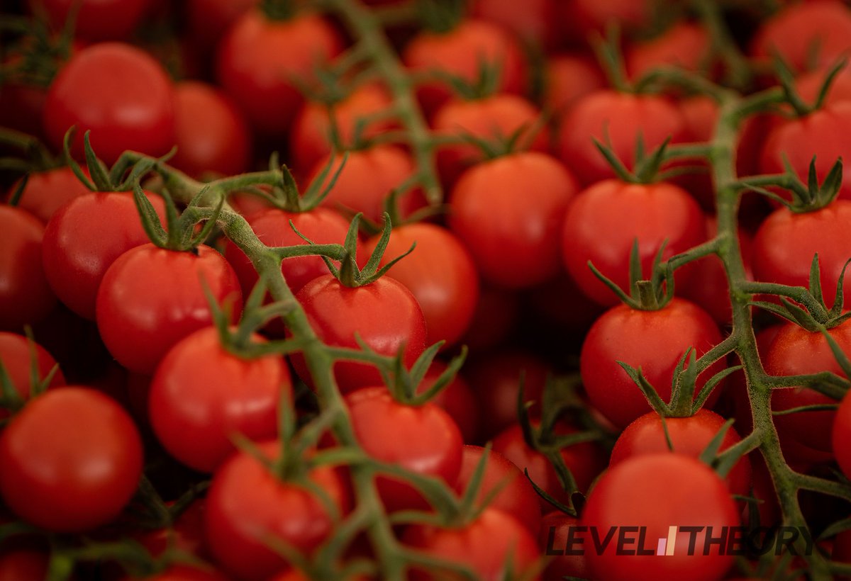 Tomatoes on the vine