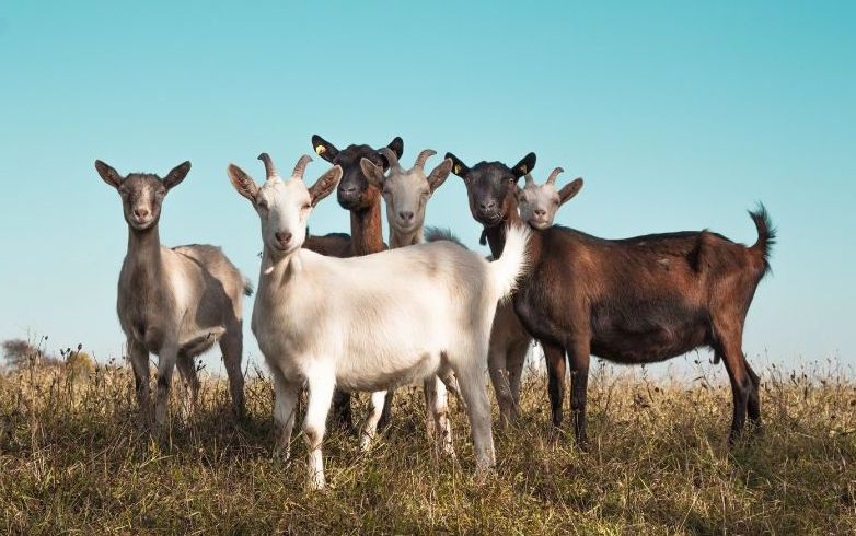 🐐#funfact about the origin of coffee! 🐐

Legend has it that goat herders first noticed the effect caffeine had on their goats in the 9th Century. The goats appeared to "dance" after eating the fruit of the Coffee plant. ☕

Learn more about coffee: buff.ly/32LwG5K