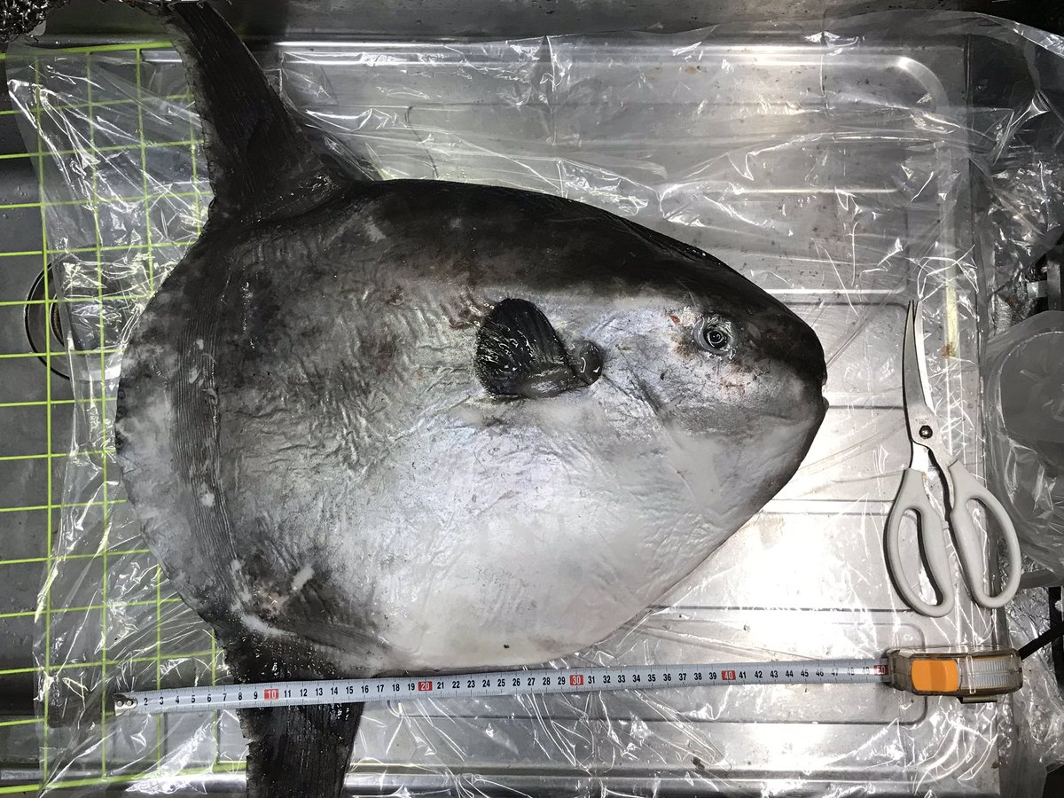 マンボウを食べよう マンボウ Togetter マンボウを食べよう マンボウ Togetter
