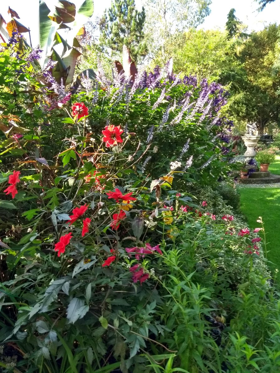 Colourful borders at Wolfson College #lovemyjob #horticultre