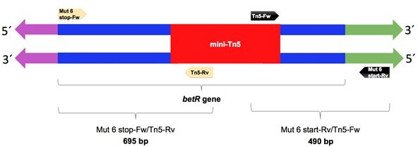 Research Article: Identification of Klebsiella Variicola T29A Genes Involved In Tolerance To Desiccation
For Details, Visit: bit.ly/33KRYRf
#ResearchArticle #benthamopen #OpenAccess #Microbiology #BacterialSurvival #SystemsMicrobiology
@bentham_open @ASMicrobiology