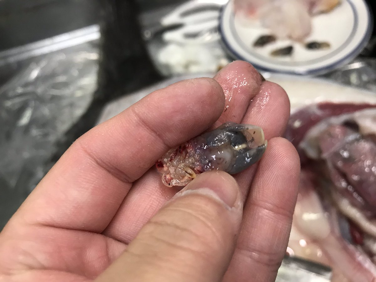 マンボウを食べよう マンボウ 2ページ目 Togetter マンボウを食べよう マンボウ 2ページ目 Togetter