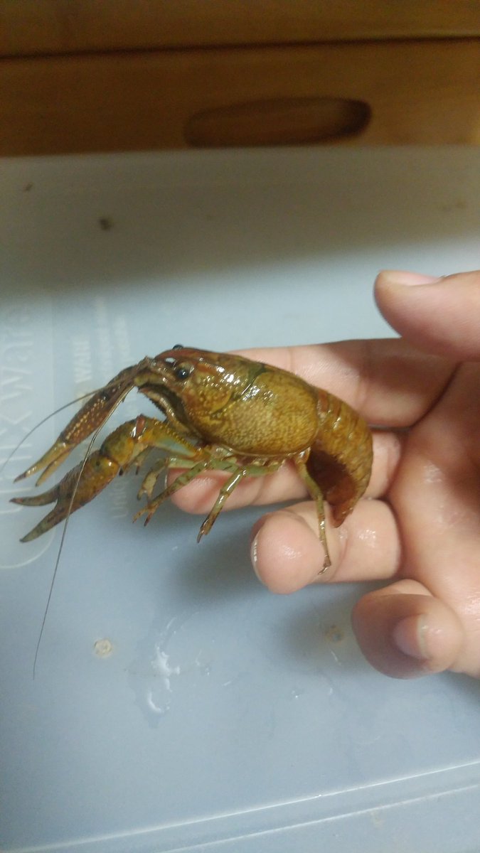 風俗狂いのアライさん ザリガニ解説始めるのだ これはアライさんが飼育した事のあるザリガニだけを解説するのだ 名前 飼育難易度 繁殖難易度 特徴ぐらいで説明するのだー 風俗狂いのアライさん ザリガニ解説始めるのだ これはアライさんが飼育した事のあるザリガニだけを解説するのだ 名前 飼育難易度 繁殖難易度 特徴ぐらいで説明するのだー