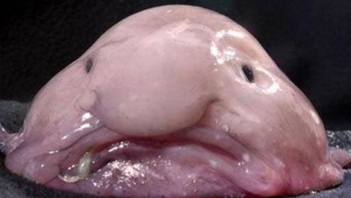 realChloraPlast's tweet photo. @golgiiswagmoney World's Ugliest Animal bears a striking resemblance to World's Ugliest (and Useless) Organelle.

#gogreen #stromastrong #rmorganelles19 @Mrs_Albaugh https://t.co/JcRUWNuhMB