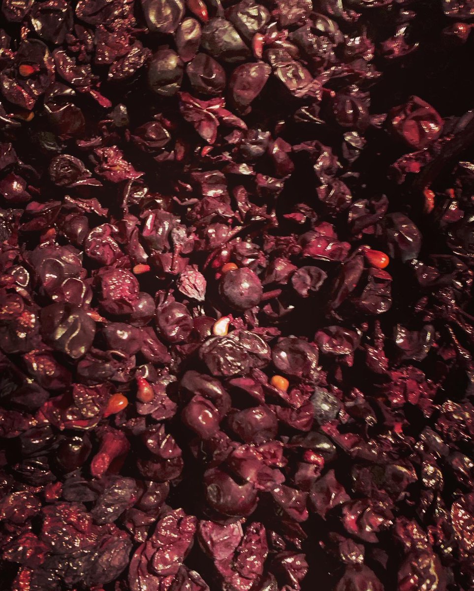 VMeteore's tweet photo. On continue les décuvages 🍇⛏💪🏼 #harvest2019 #devatting #detanking #decuvage #vinification #winemaking #millesime2019 #organic #domainedumeteore☄️ #faugeres #saintchinian #languedocwines https://t.co/zKfu71AnWA