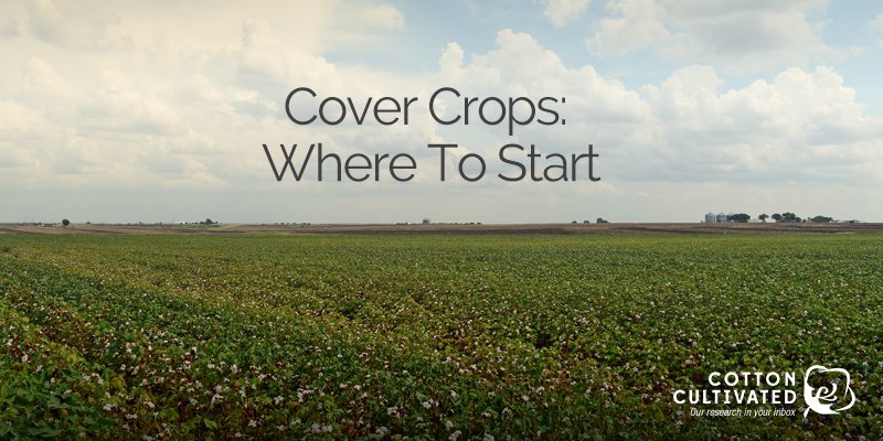 CottonCultivated tweet media