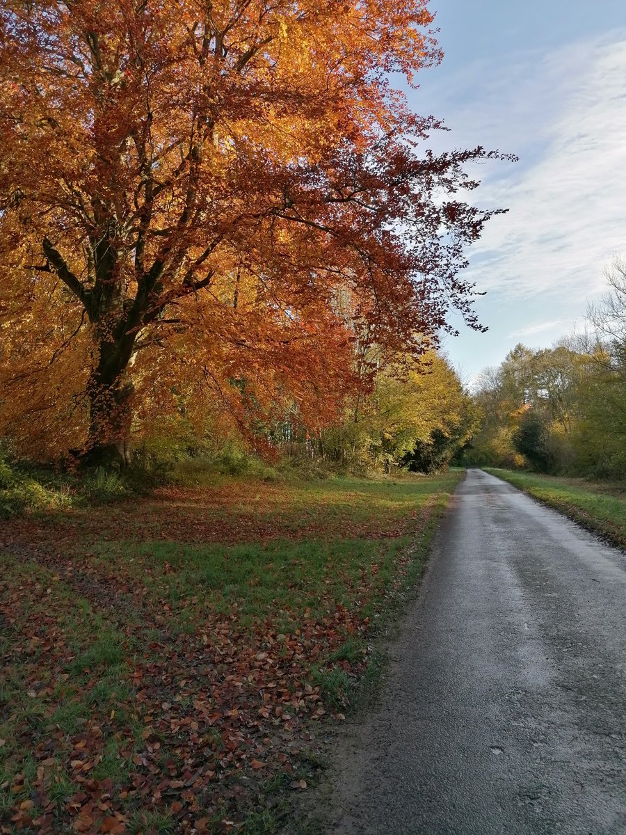 clvonasmith's tweet photo. Autumnal colours in Brockwood #hampshire @sdnpa @GreenHampshire @VisitHampshire https://t.co/ggwzHVy6kp