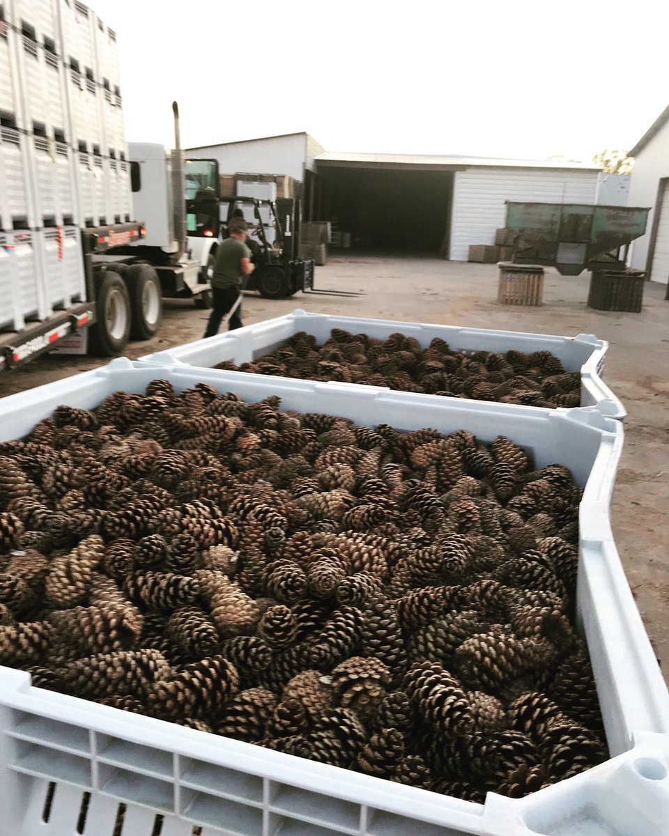 ForestryVA's tweet image. VDOF nursery staff transported loblolly #futuretrees to Georgia for processing last week.

Took 4 long road trips! 66 boxes of pinecones on this truckload, ~10 bushels in each box.

Processed seeds will later be planted, grown &amp;amp; sold/used for #pine #reforestation projects