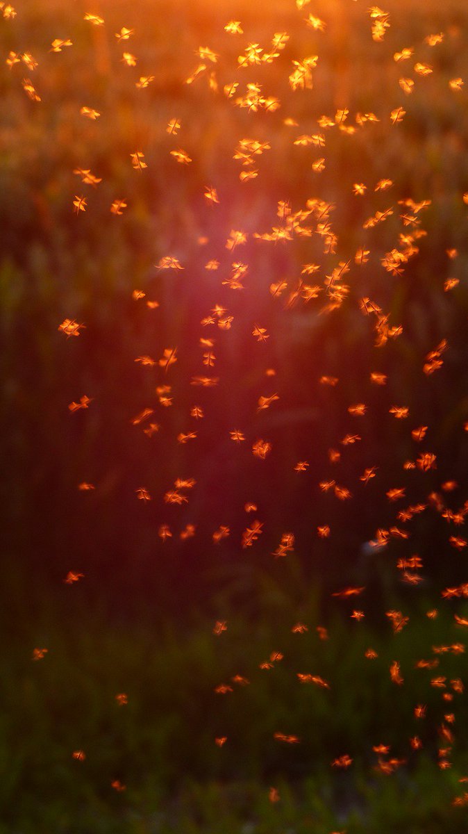 Royal Society Publishing (@rsocpublishing) on Twitter photo Gravitational-like forces in insect swarms - Dr Andy Reynolds at <a href="/Rothamsted/">Rothamsted Research</a> explains the surprising similarity in behaviour of a collection of stars and insect swarms ow.ly/ZVzo50x9HHe #Interface #openaccess Gravitational-like forces in insect swarms - Dr Andy Reynolds at <a href="/Rothamsted/">Rothamsted Research</a> explains the surprising similarity in behaviour of a collection of stars and insect swarms ow.ly/ZVzo50x9HHe #Interface #openaccess