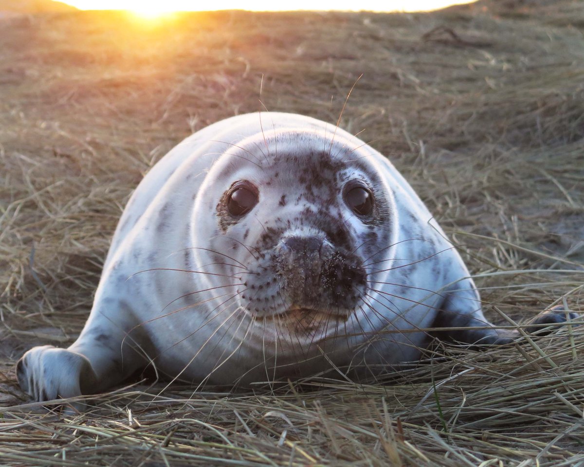 Sunrise on the East end of Sable Island - a highlight during the production of Seals of Sable. #sableisland #seals #naturalwonder #natureofthings