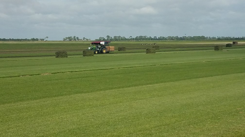 It looks like the Ft. Pierce farm is hard at work cutting Palmetto this morning. #WednesdayWorkday