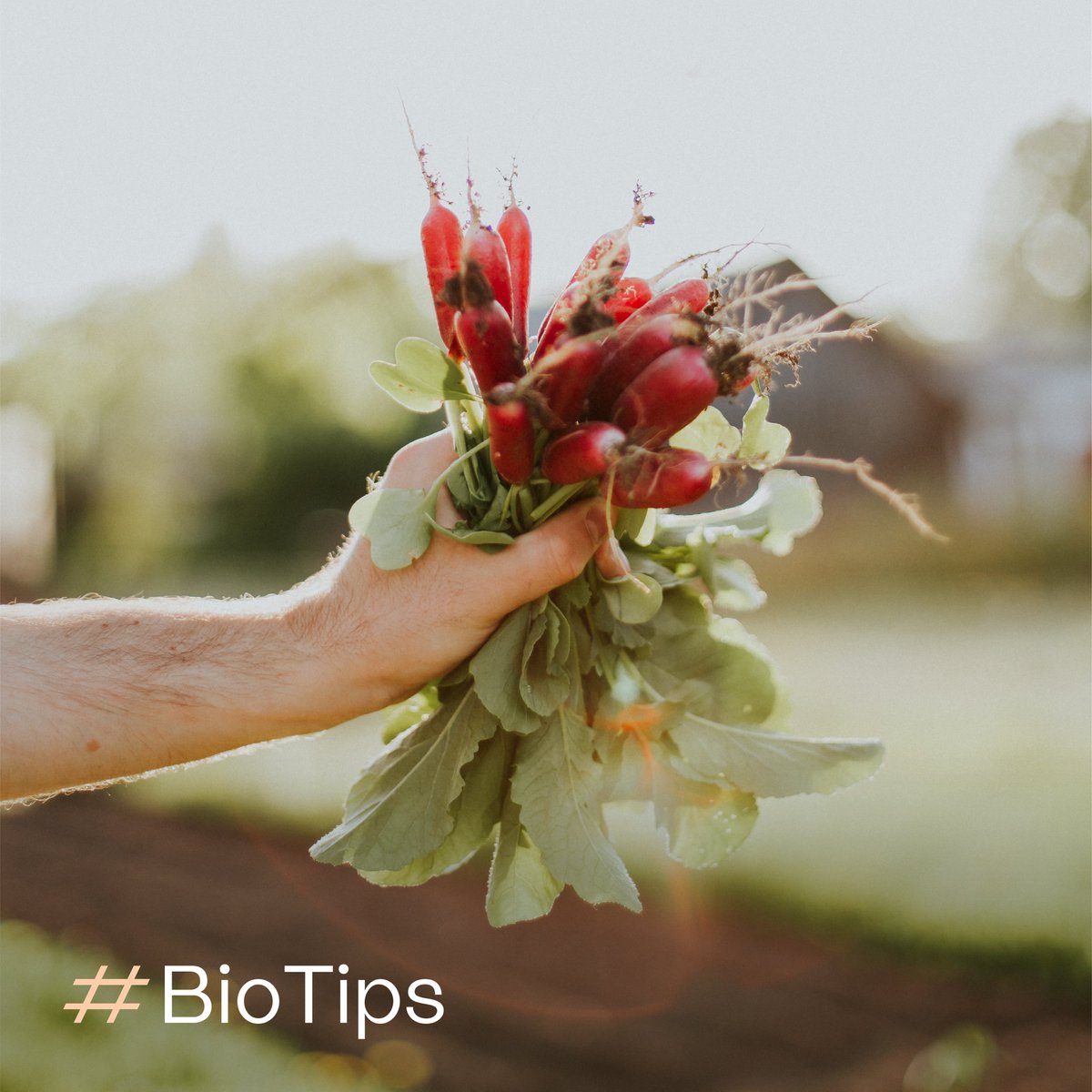 Biohelperarg's tweet photo. Pregunta: ¿escuchaste hablar de los #Orgánicos? ¿Sabés cuándo un cultivo es orgánico y por qué? Por si acaso, sale un #BioHilo especial para empezar a alimentarte bien y sentirte cada vez mejor #BioAprendizaje #Biotips #Biohilo #Orgánicos https://t.co/RzKPLRq6St